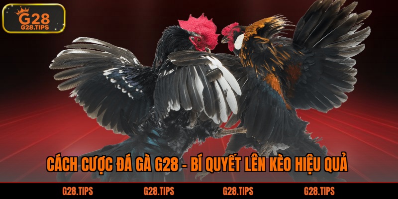 cách cược đá gà