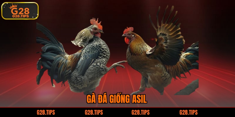 Gà đá giống Asil