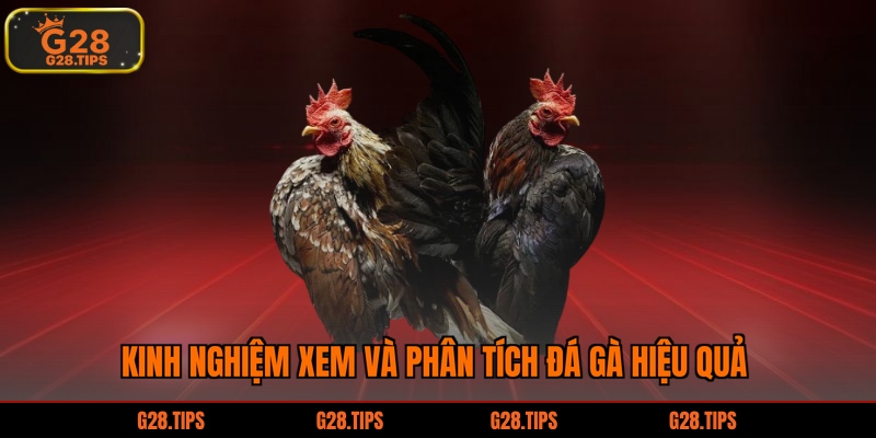 Kinh nghiệm xem và phân tích đá gà hiệu quả
