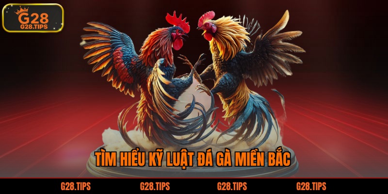 Tìm hiểu kỹ luật đá gà miền Bắc