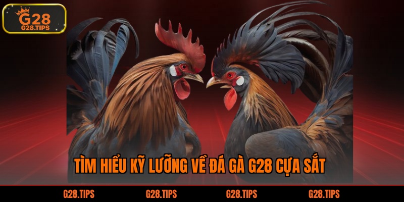 Tìm hiểu kỹ lưỡng về đá gà G28 cựa sắt