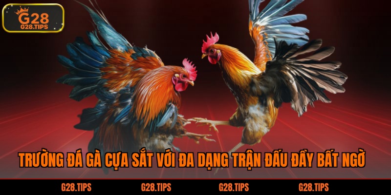 Đá gà cựa sắt